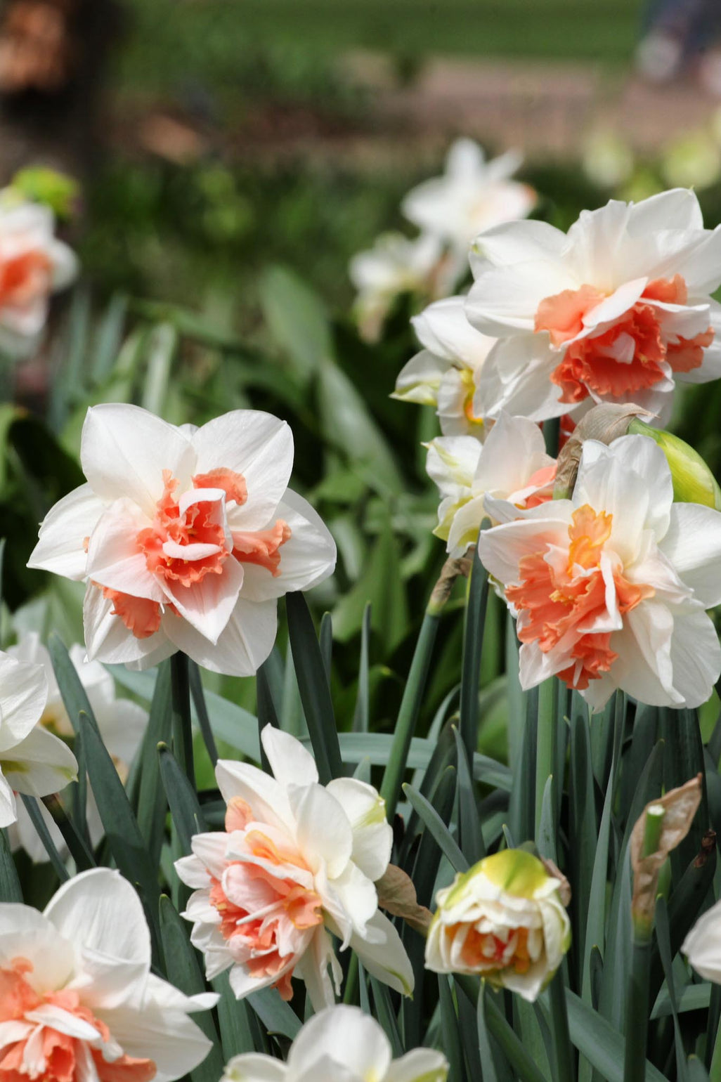 files/NarcissusDelnashaugh.jpg